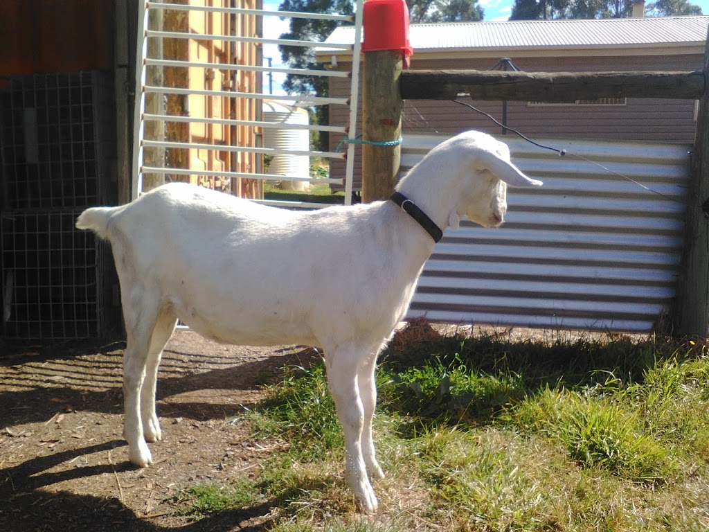 Dairy Goat Society of Australia Tasmanian Branch |  | 195 Hydehurst Rd, Lachlan TAS 7140, Australia | 0407537692 OR +61 407 537 692