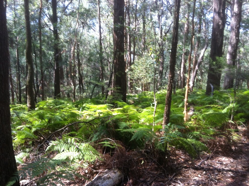 Palm Grove Nature Reserve | park | Somersby NSW 2250, Australia