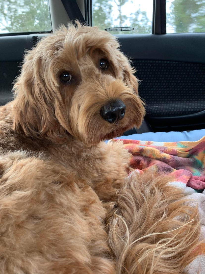 Scawoo Australian Cobberdogs | 6 Wren Ct, Regency Downs QLD 4341, Australia | Phone: 0490 785 514