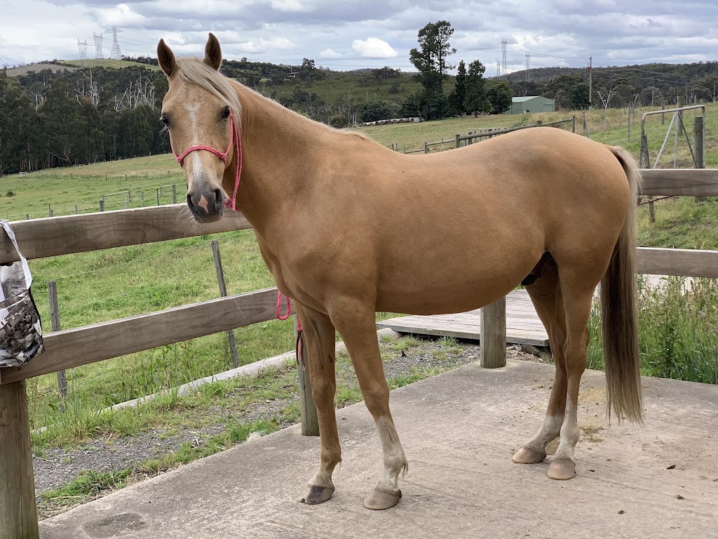 Dark Horse Equestrian | 140 Chadds Creek Rd, Strathewen VIC 3099, Australia | Phone: 0400 263 872