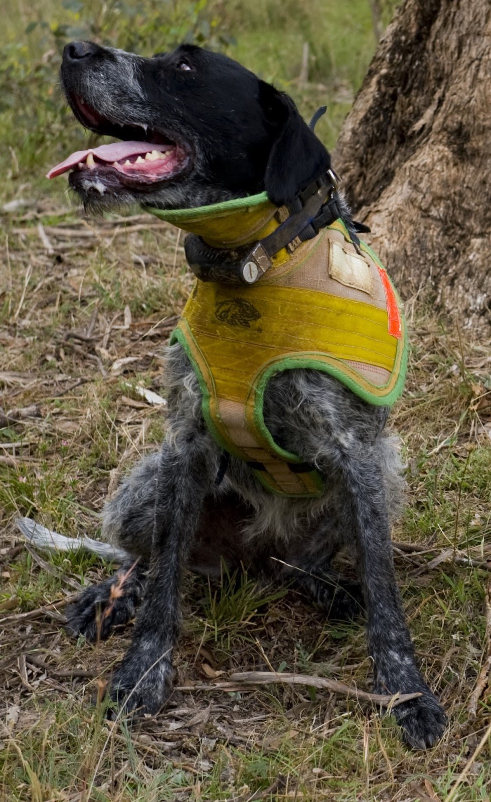 Extreme Breast Plates Collars & Canvas | 310 Kangaroobie Rd, March NSW 2800, Australia | Phone: 0411 893 396