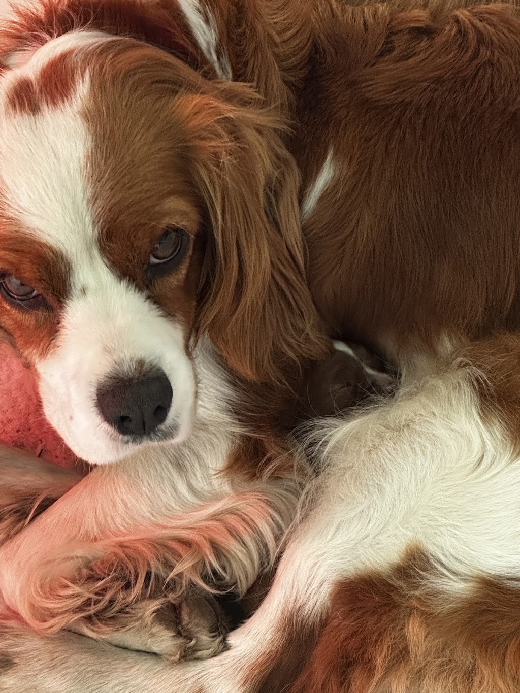 Cuddle a Cavoodle | Northern Rivers, Kyogle NSW 2474, Australia | Phone: 0450 208 420