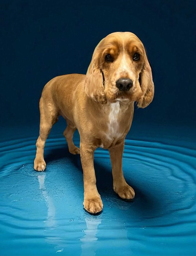 Brixy blues dog grooming | 2 Willis Rd, Leneva VIC 3691, Australia | Phone: 0407 756 150