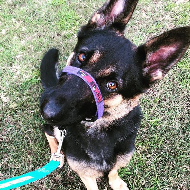 Wagging School Dog Training and Behaviour | Maroney Rd, Mangrove Mountain NSW 2250, Australia | Phone: 0421 752 696