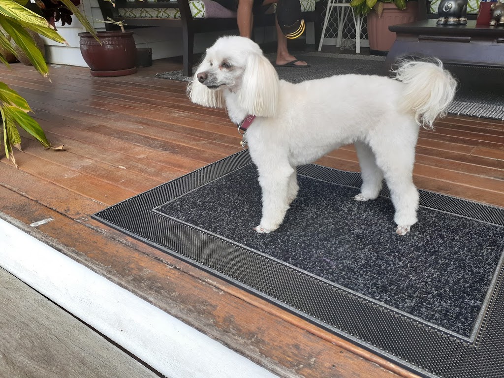 Paw Parlour Dog Grooming Salon | 107 Ayr St, Doncaster VIC 3108, Australia | Phone: 0432 118 960