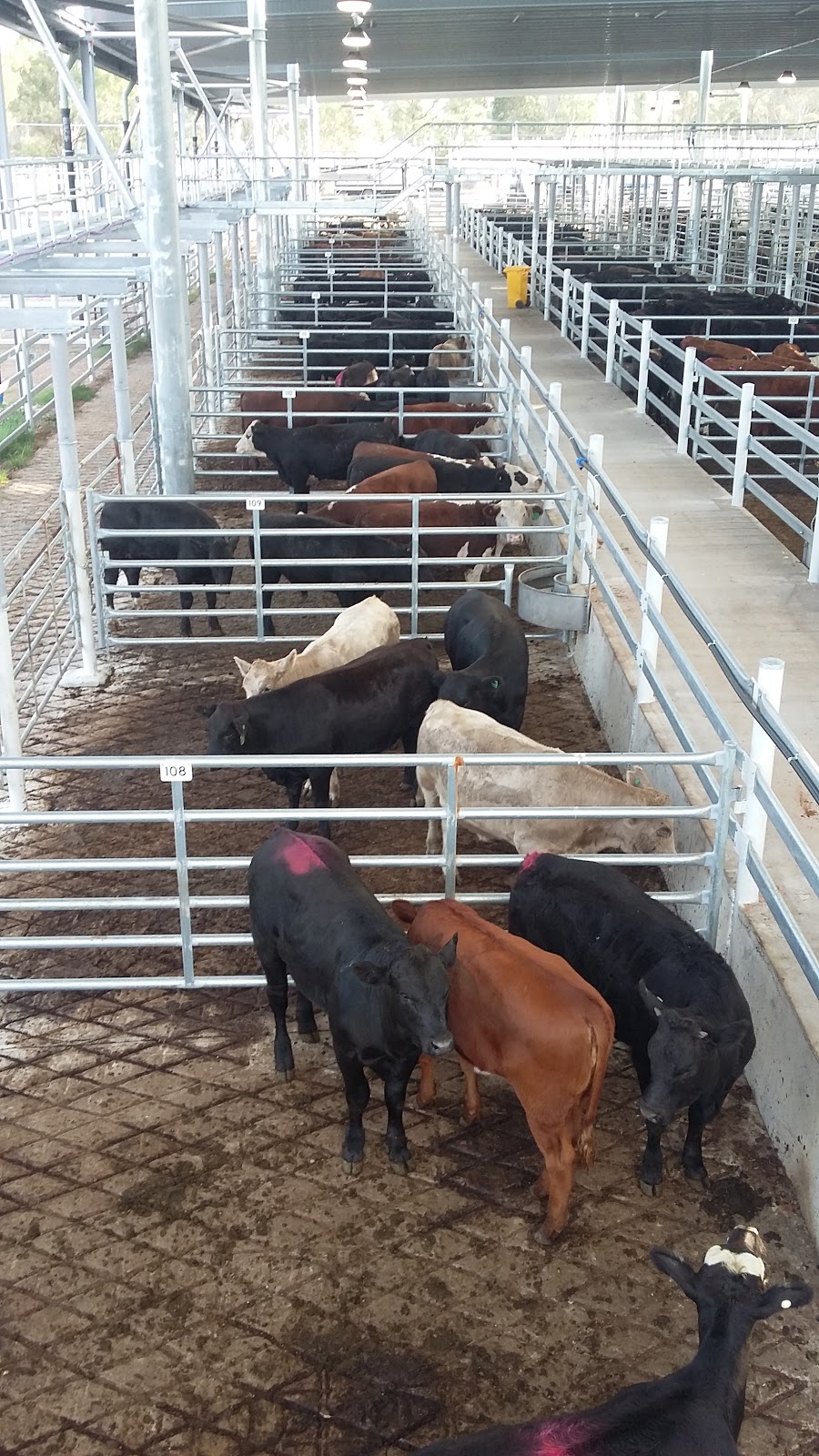 Hunter Regional Livestock Exchange - HRLX | 56 Gresford Rd, Clydesdale NSW 2330, Australia | Phone: 0436 928 063