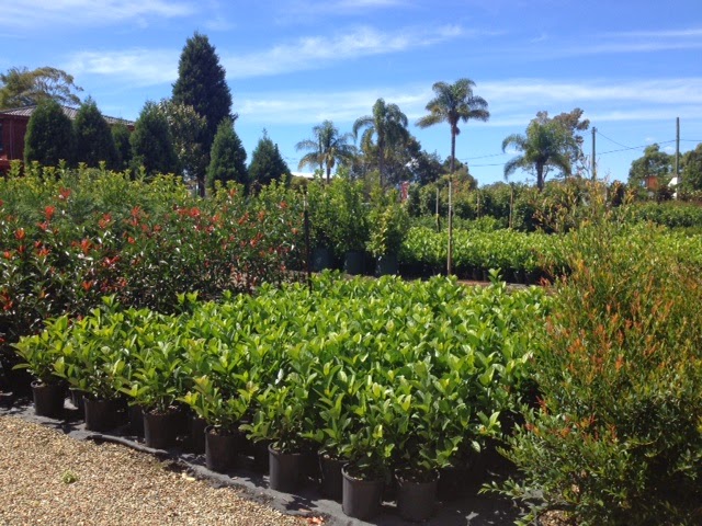 New Line Road Nursery | store | 261 New Line Rd, Dural NSW 2158, Australia | 0296512439 OR +61 2 9651 2439