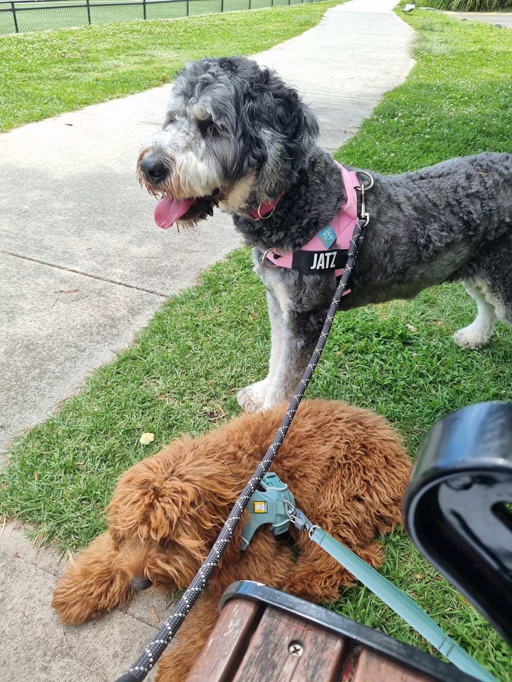 Hunters Doggy Daycare & Shop | 29 Blackbutts Rd, Frenchs Forest NSW 2086, Australia | Phone: 0415 693 337