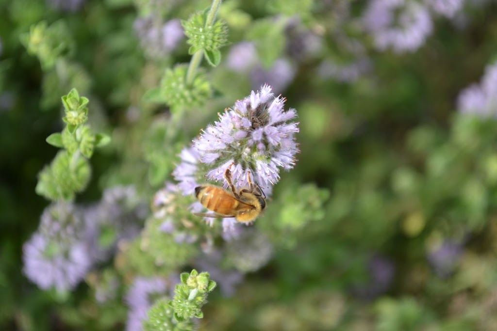 Tasman Honey | 49 Hylands Rd, Murdunna TAS 7178, Australia | Phone: 0418 127 174