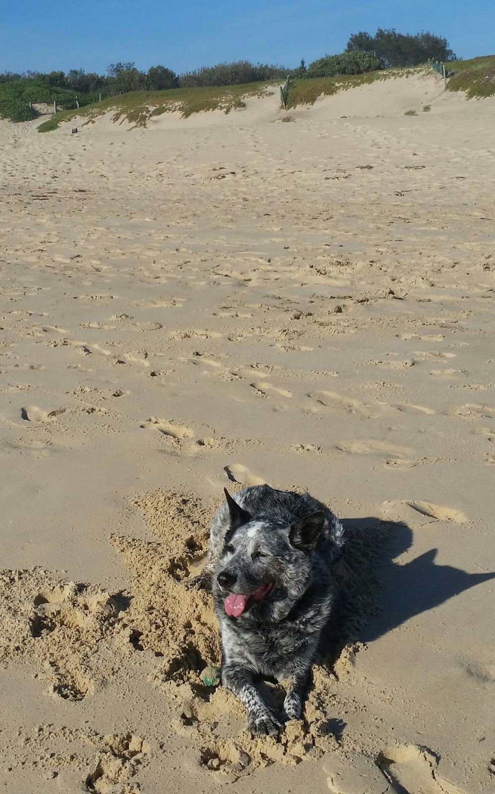 Dog Friendly Washhouse Beach | Camden Head NSW 2443, Australia