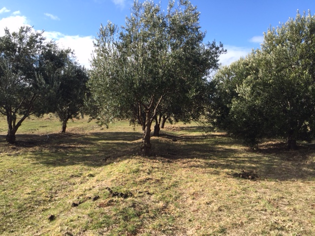 Riverstone Olives | food | 14741 Tasman Hwy, Cranbrook TAS 7190, Australia | 0417108514 OR +61 417 108 514