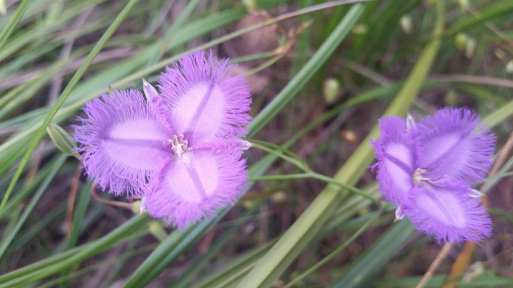 Brixton Street Wetlands | Kenwick WA 6107, Australia | Phone: 0407 544 679