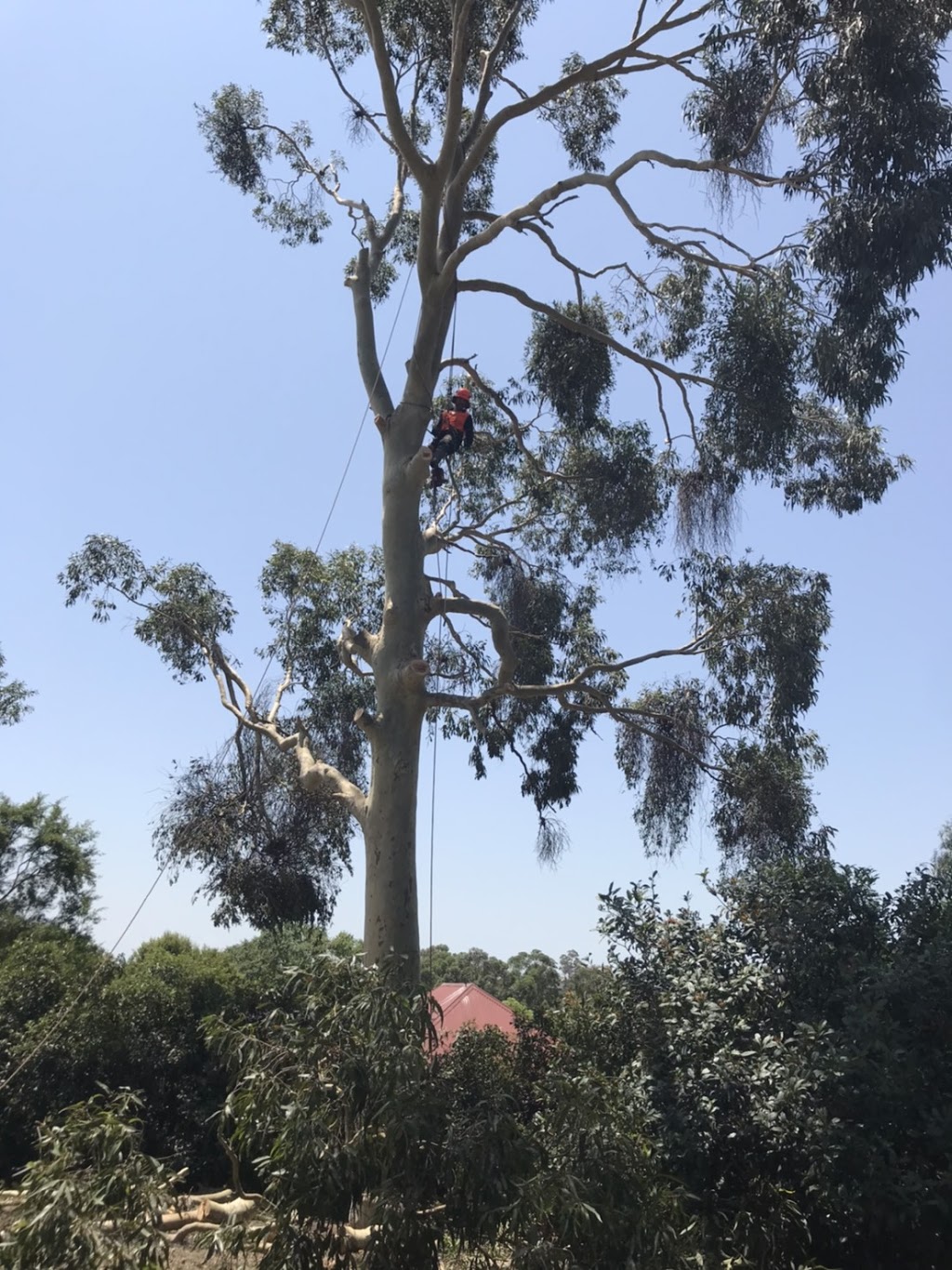 Eclipse Tree Services | 26 Goulburn St, Dudley NSW 2290, Australia | Phone: 0435 601 417