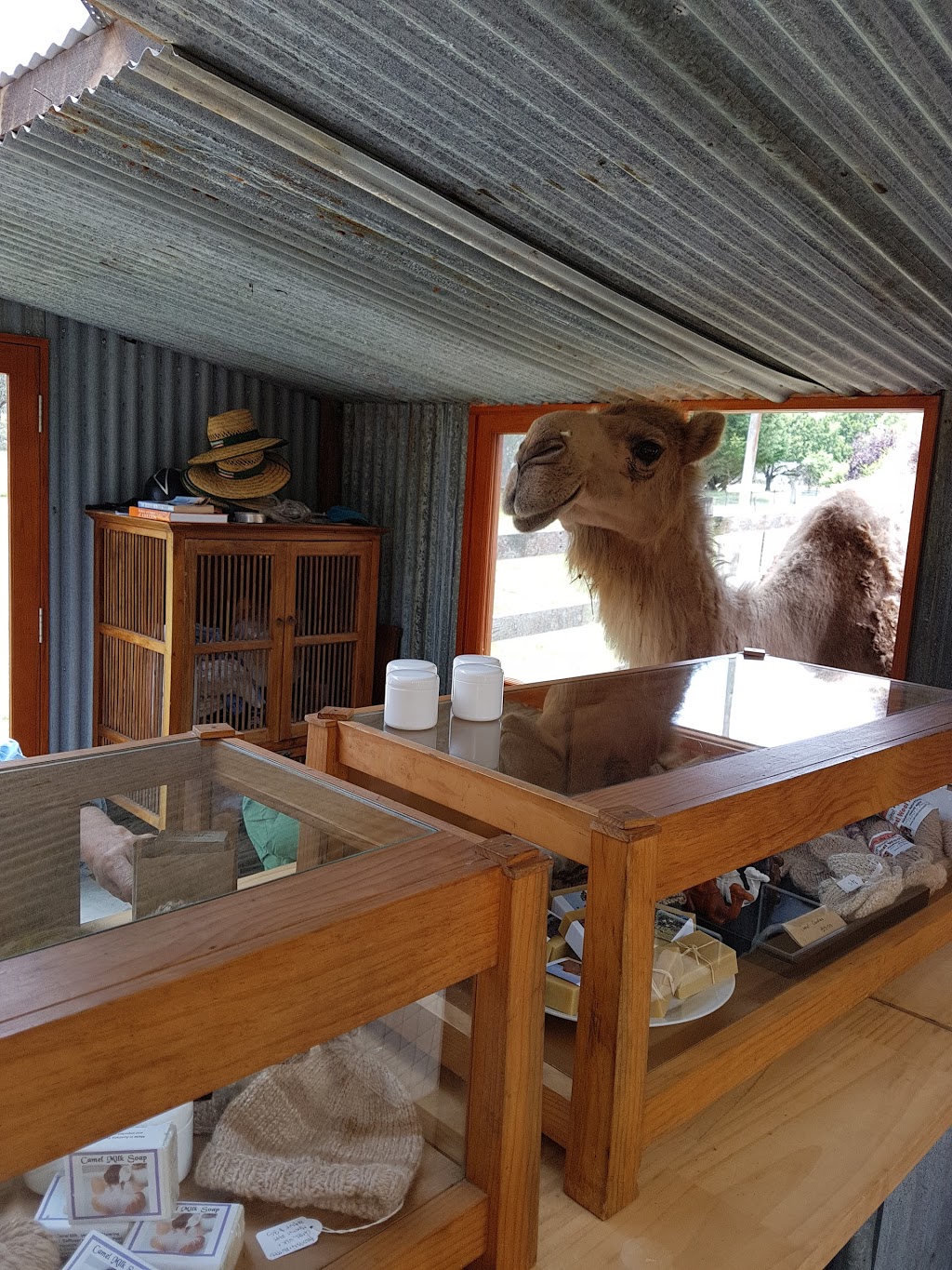 New England Camel Co | Dumaresq NSW 2350, Australia | Phone: 0439 922 350