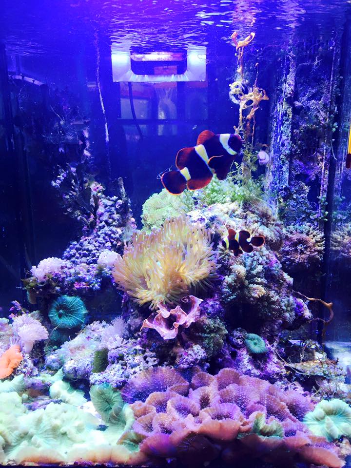 Moorabbin Aquarium | pet store | 3/1295 Nepean Hwy, Cheltenham VIC 3192, Australia | 0449882420 OR +61 449 882 420