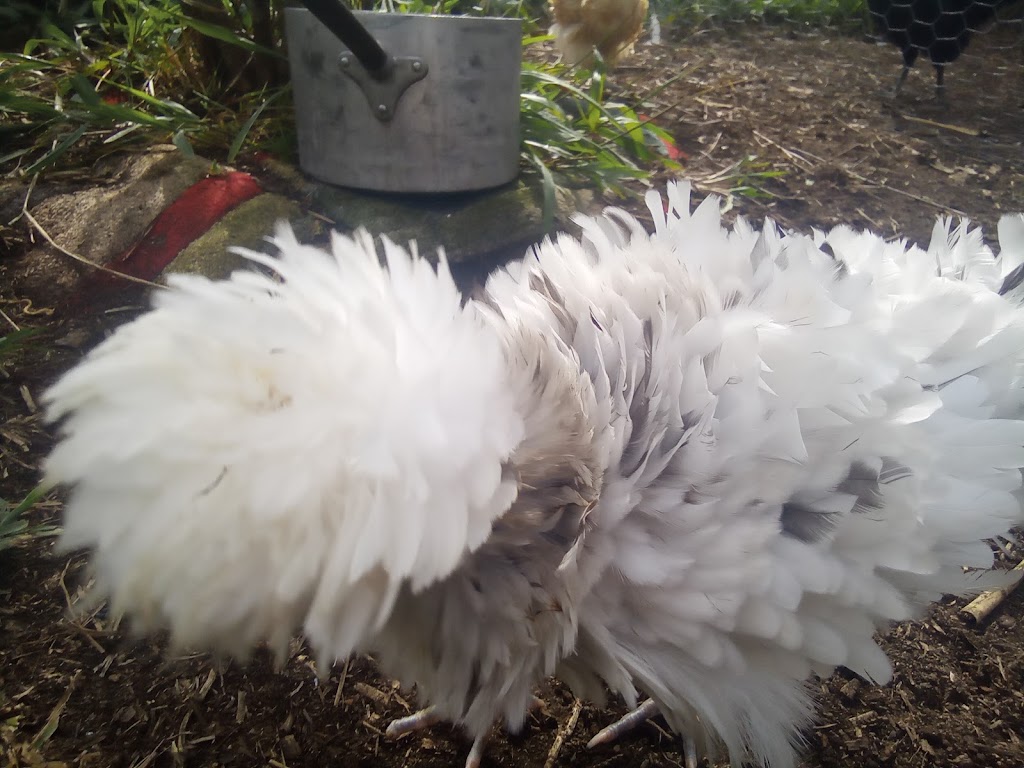 The pom pom patch | 000, Lansdowne NSW 2430, Australia | Phone: (02) 6556 7362