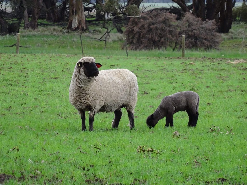 Aurora Park & Burrandool Hampshire Down Studs | 868 Horsham-Wal Wal Rd, St Helens Plains VIC 3401, Australia | Phone: 0488 159 853