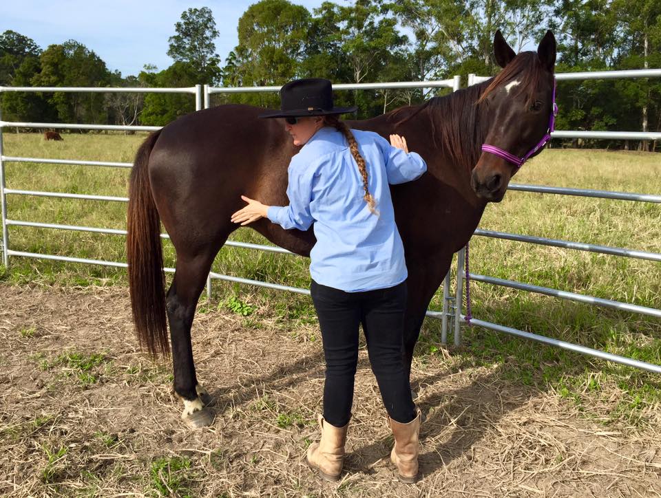 Mel Grove Bowen Therapy Horses ,Dogs, Cats, People | health | 166 Chevallum Rd, Palmwoods QLD 4555, Australia | 0401814015 OR +61 401 814 015