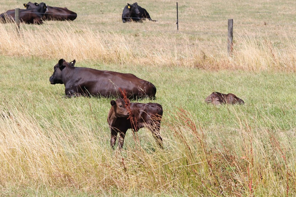 Wyldside Wagyu | food | 70 Pogues Rd, Woodside North VIC 3874, Australia | 0427891352 OR +61 427 891 352