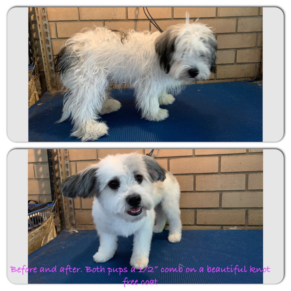 Furtastic Dog Grooming | pet store | 20 Canham Way, Greenwood WA 6024, Australia | 0893434517 OR +61 8 9343 4517