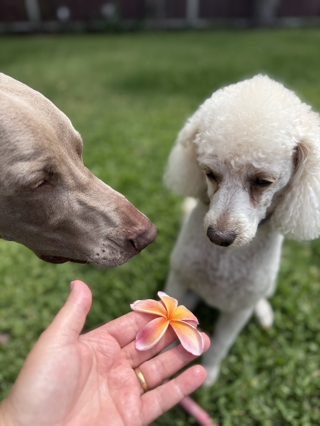 Pack Leader Dog Services | 15 Charlotte St, Holmesville NSW 2286, Australia | Phone: 0415 421 805