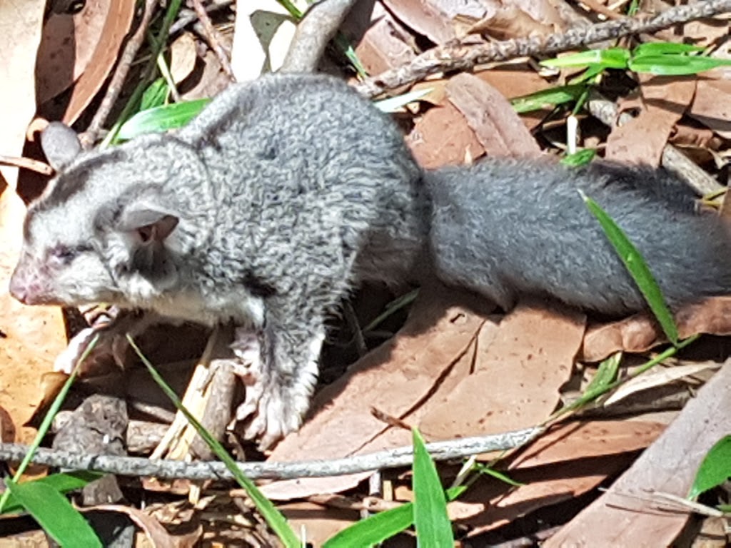 Maroochy Bushland Botanic Garden | park | 51 Palm Creek Rd, Tanawha QLD 4554, Australia | 0754757272 OR +61 7 5475 7272