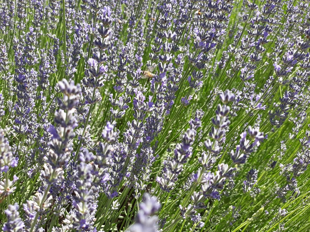 Lavandula Swiss Italian Farm | 350 Hepburn-Newstead Rd, Shepherds Flat VIC 3461, Australia | Phone: (03) 5476 4393