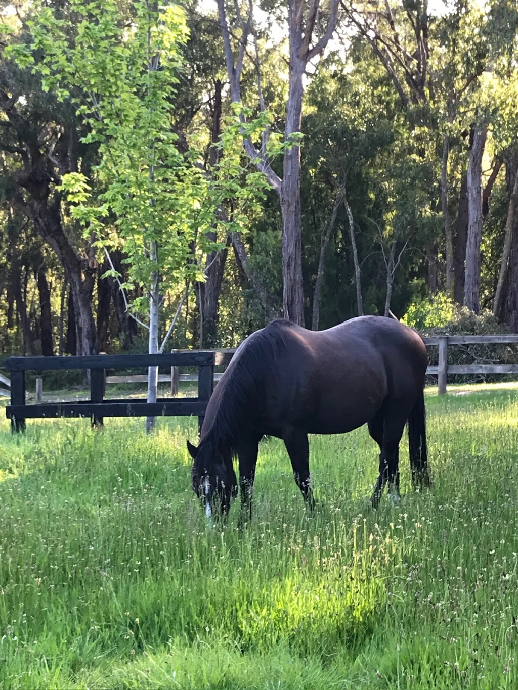 Valley Horse Agistment | Berwick/Guys Hill Area, Harkaway VIC 3807, Australia | Phone: 0407 886 779