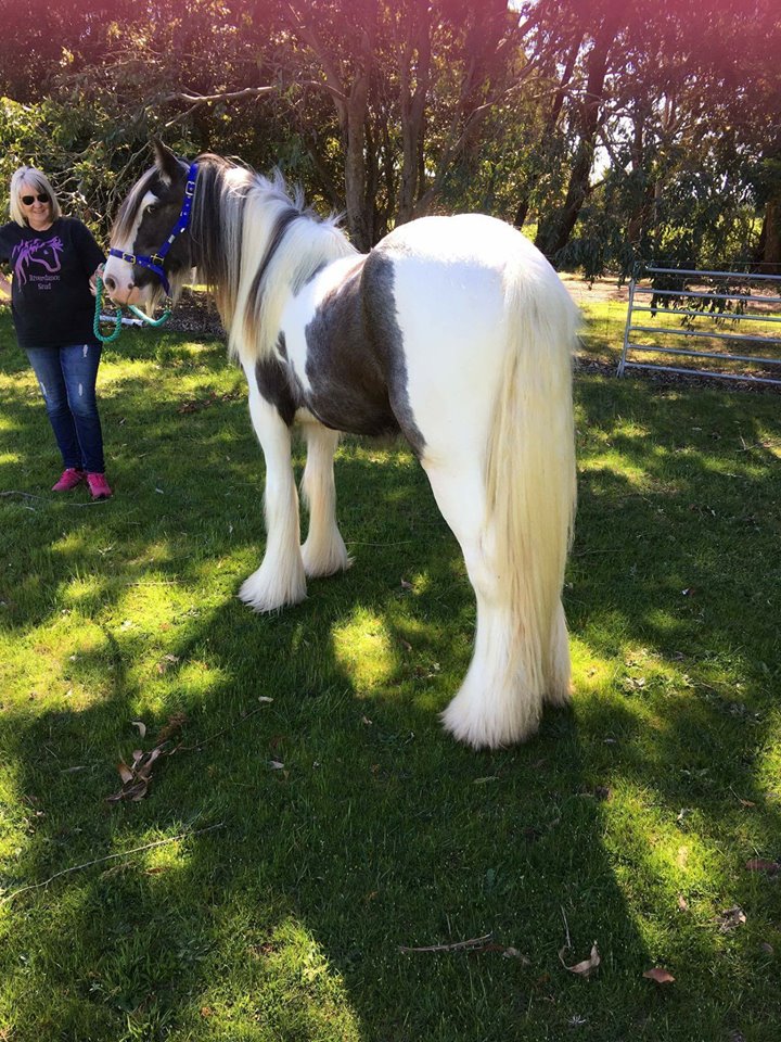 Galloping Goop Equine Products | 14 Jessica Way, Truganina VIC 3029, Australia | Phone: 0416 251 210