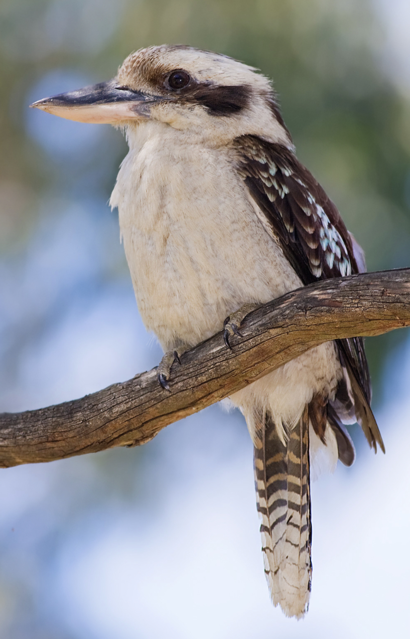 Noc-Tavean Outback Adventures | Boolaree, Lachlan Valley Way, Euabalong NSW 2877, Australia | Phone: 0472 544 828