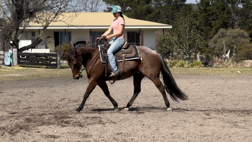 Yeramba Park Performance Horses | 1199 Eukey Rd, Eukey QLD 4380, Australia | Phone: 0474 858 405 Yeramba Park Performance Horses | 1199 Eukey Rd, Eukey QLD 4380, Australia | Phone: 0474 858 405