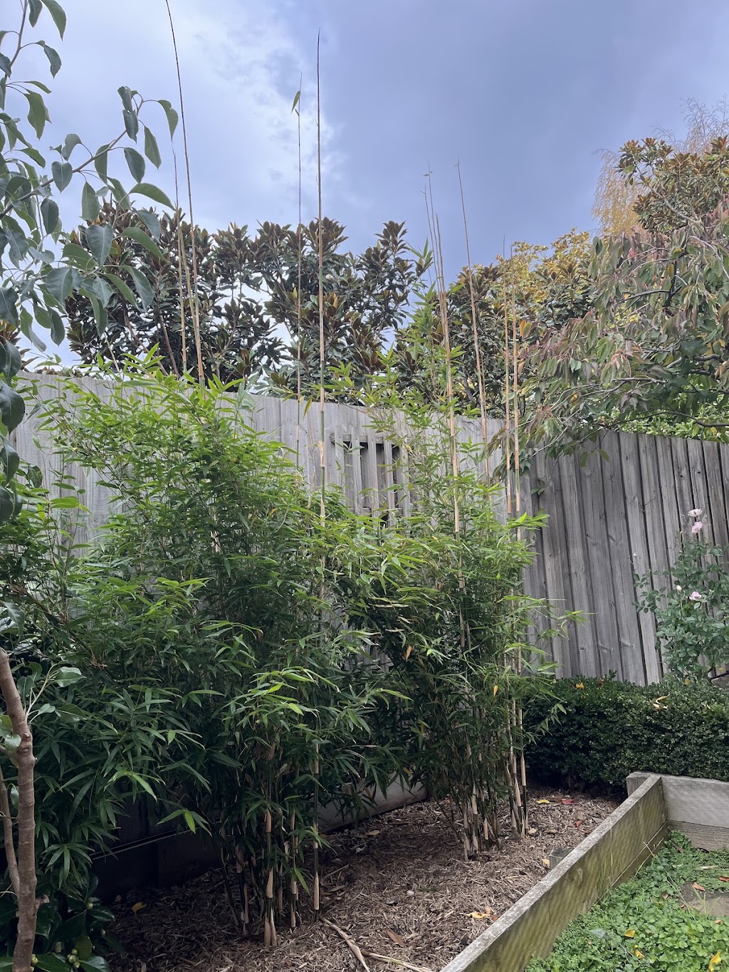 Bamboo Van Diemen | 179 Nabowla Rd, Nabowla TAS 7260, Australia | Phone: 0410 101 576