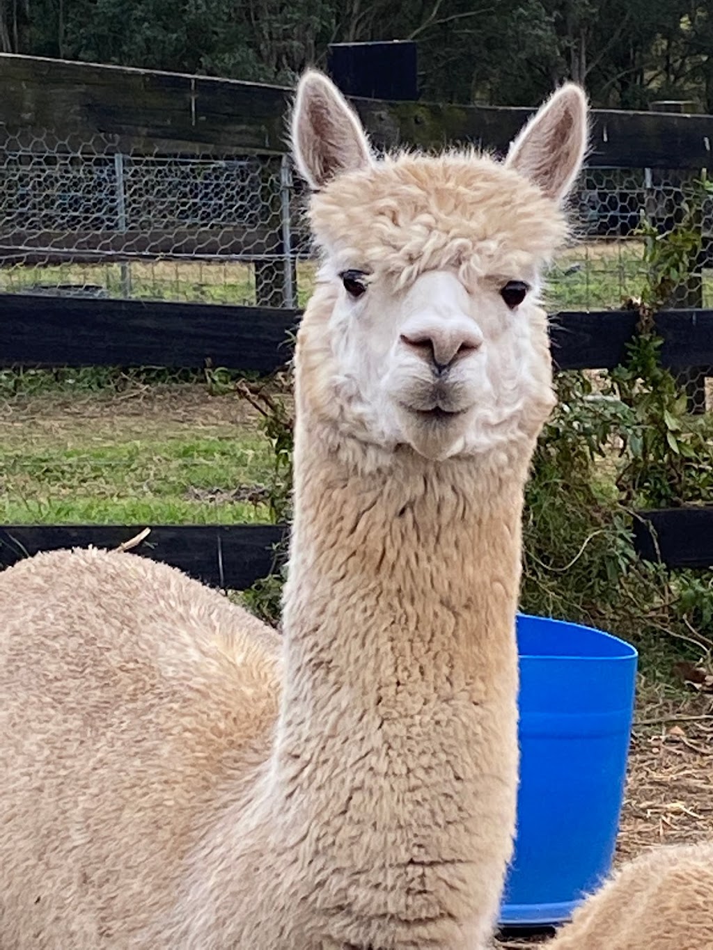 Ironbark Ridge Alpacas | 120 Gadds La, Kurmond NSW 2757, Australia | Phone: 0432 077 055 Ironbark Ridge Alpacas | 120 Gadds La, Kurmond NSW 2757, Australia | Phone: 0432 077 055