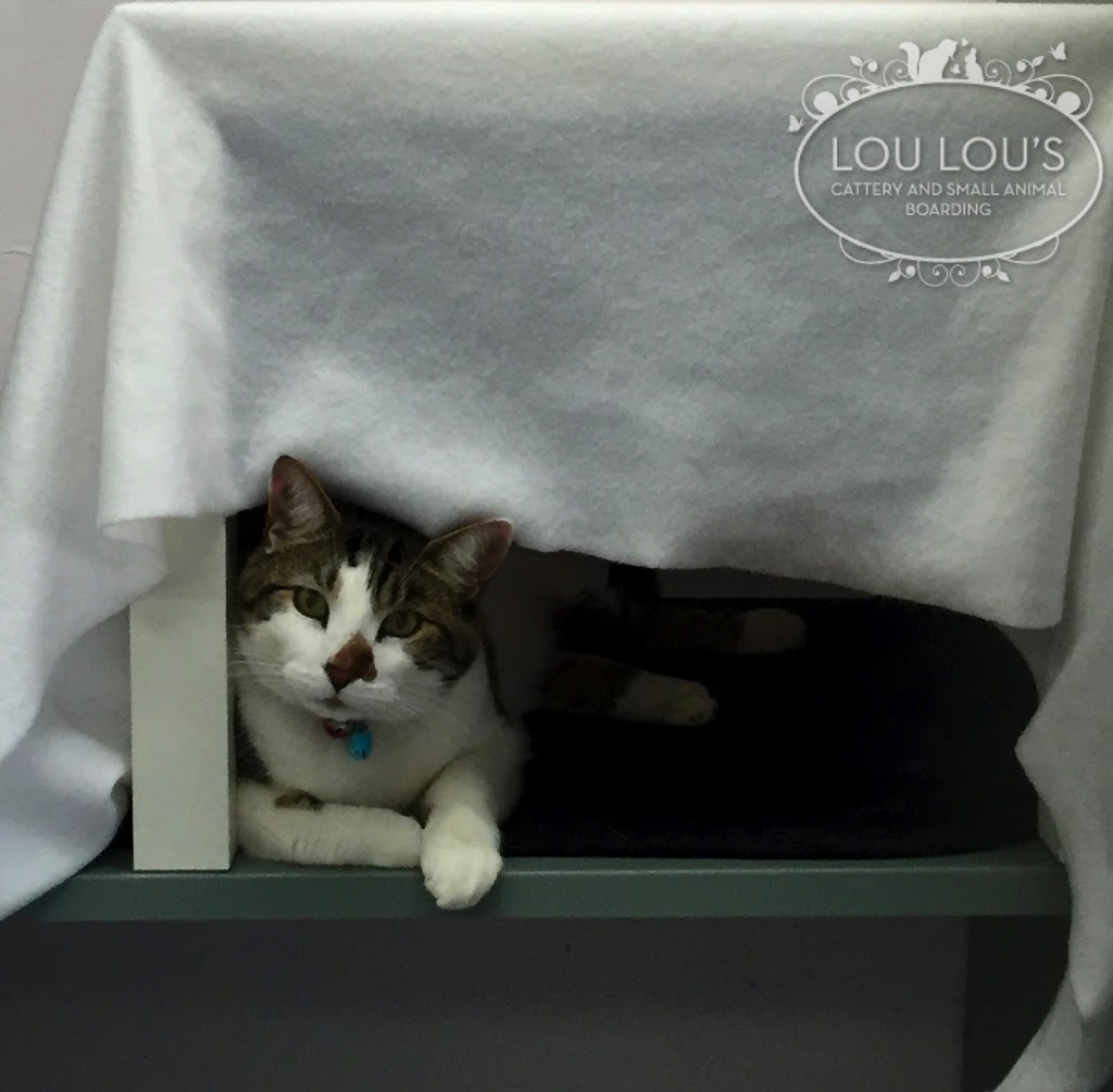 Lou Lous Cattery and Small Animal Boarding Pty Ltd | veterinary care | 8/98-108 Bayfield Rd E, Bayswater North VIC 3153, Australia | 0397209741 OR +61 3 9720 9741