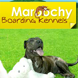 Maroochy Boarding Kennels | Maroochydore Rd, Kunda Park QLD 4558, Australia | Phone: (07) 5445 1786