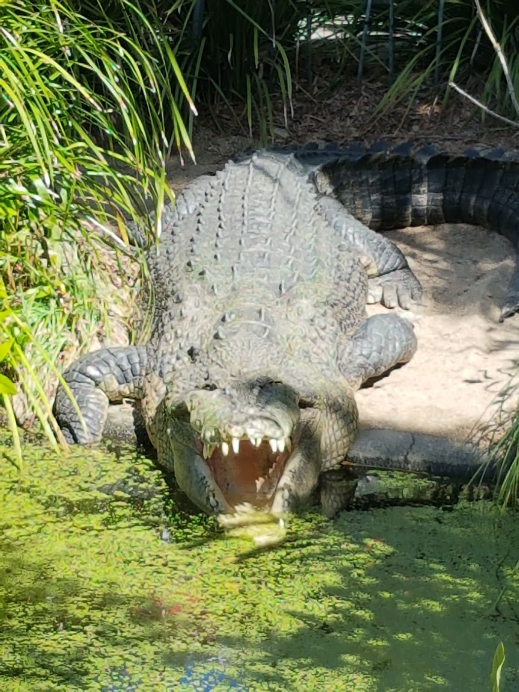 Hartleys Crocodile Adventures | Captain Cook Hwy, Wangetti QLD 4871, Australia | Phone: (07) 4055 3576