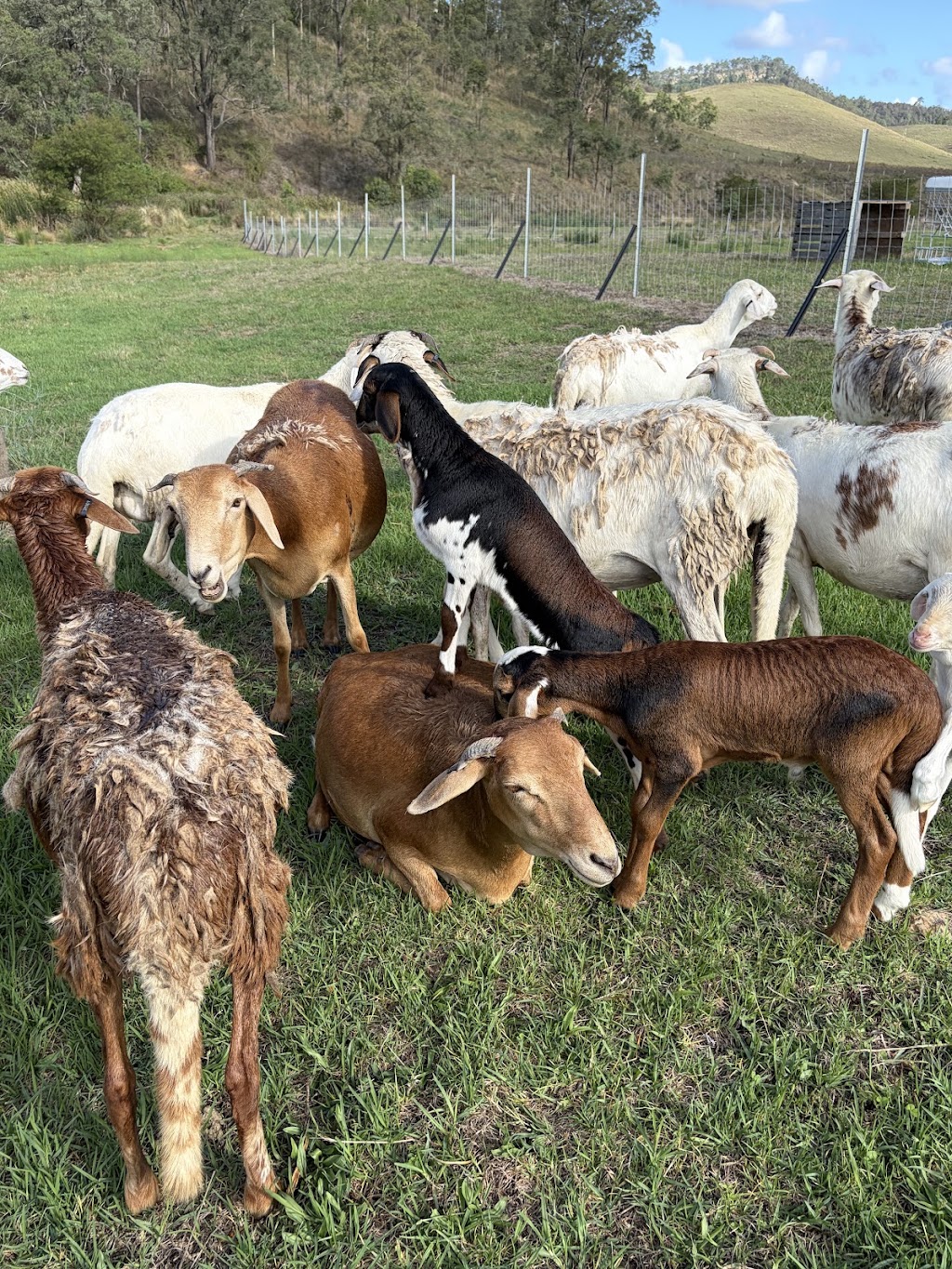 Hamilton Ridge Damara Stud | 327 Cranky Corner Rd N, Glendon Brook NSW 2330, Australia | Phone: 0433 166 457