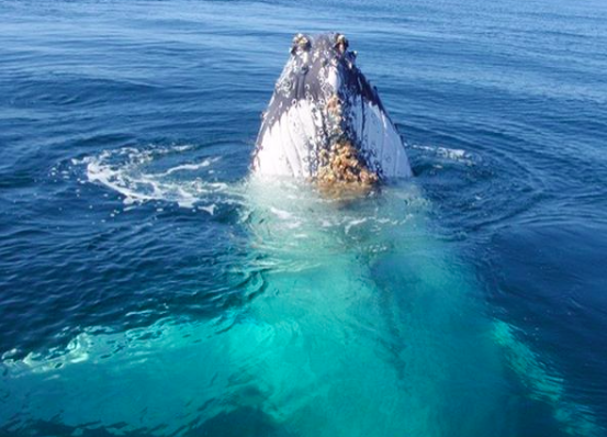 Yamba Whale Watch | 3 Yamba Rd, Yamba NSW 2464, Australia | Phone: 0497 942 537