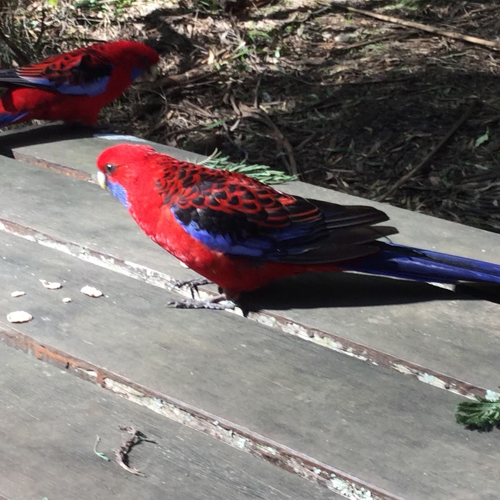 ODonohue Picnic Ground | Sherbrooke Lodge Rd, Sherbrooke VIC 3789, Australia | Phone: 13 19 63