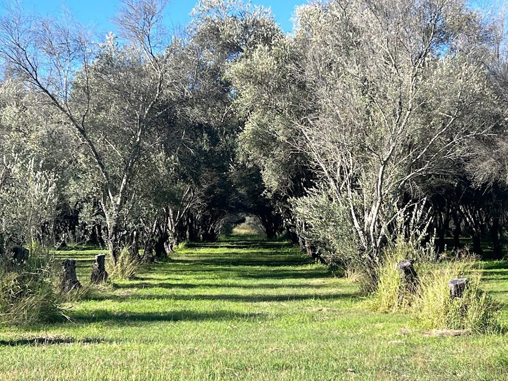 Cedar Gully Olives Mulgowie | 9 Cedar Gully Ln, Mulgowie QLD 4341, Australia | Phone: 0400 068 512