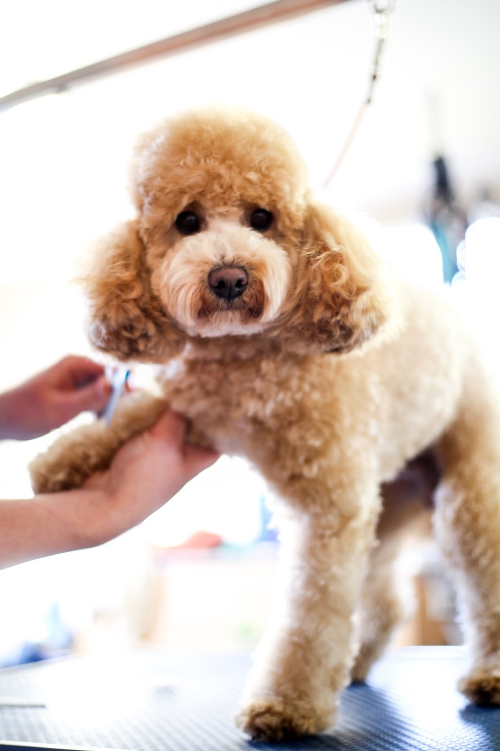 Riverina Animal Grooming | 1200 Spence Rd, Griffith NSW 2680, Australia | Phone: 0488 634 524