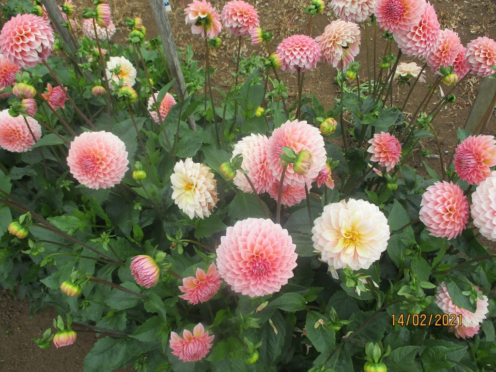 Hansfords Dahlias | 194 Hunters Rd, Ellinbank VIC 3821, Australia | Phone: 0439 610 134
