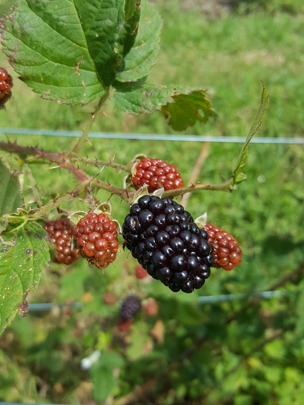 Kareelah Berry Farm | store | 522 Marshall Mount Rd, Marshall Mount NSW 2530, Australia