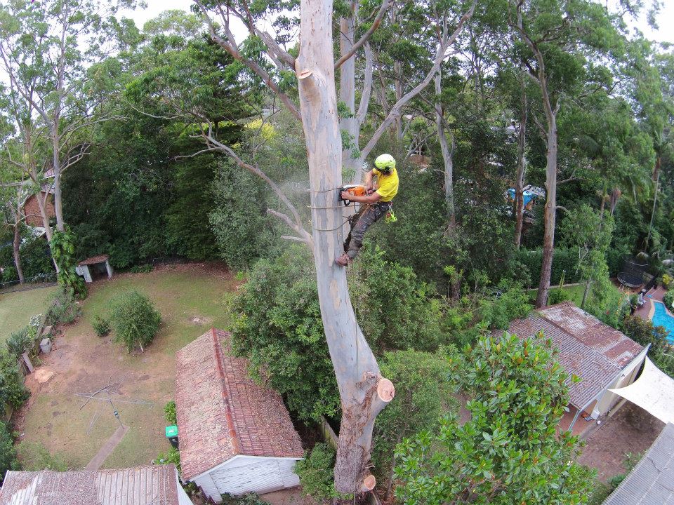 JC Tree Management - Arborist & Tree Services | 84 Excelsior Ave, Castle Hill NSW 2154, Australia | Phone: 0405 469 358