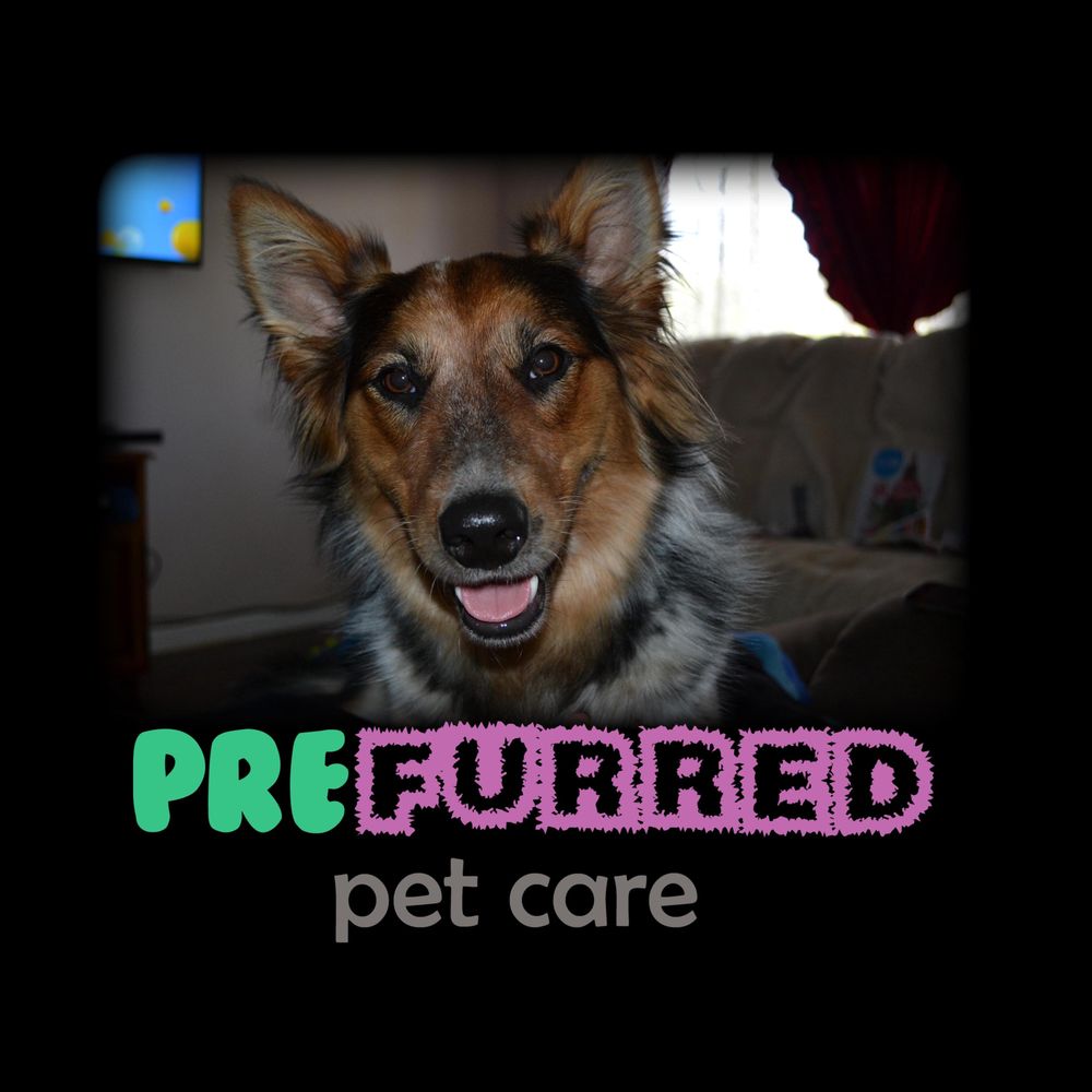 Chuck and Scratch doggy daycare | Clayton Rd, Lammermoor QLD 4703, Australia | Phone: 0466 902 151