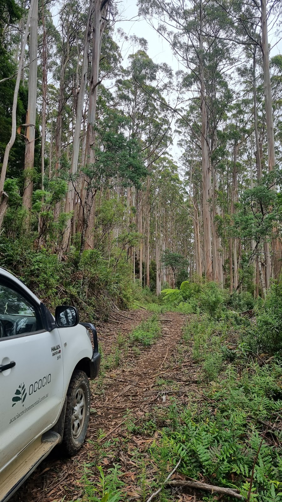 Acacia Environmental Management - Geelong | Runway at Federal Mills, 33 Mackey St, Geelong VIC 3215, Australia | Phone: (03) 9710 1166