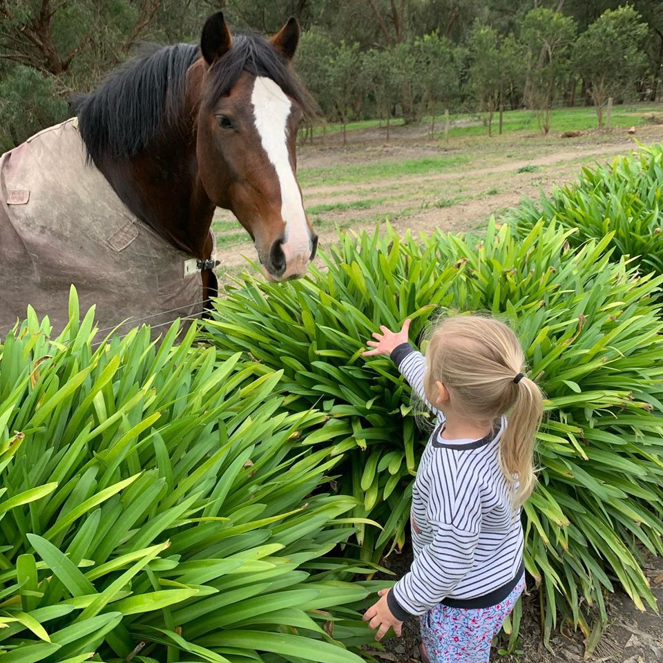 Avoca Park Equestrian | 411 Tschampions Rd, Macclesfield VIC 3782, Australia | Phone: 0422 561 126