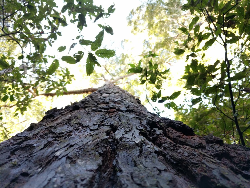 Cabbage Tree Creek Flora Reserve. | Cabbage Tree Creek VIC 3889, Australia | Phone: 13 19 63