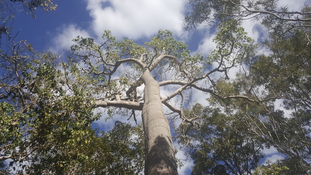 Forty Mile Scrub National Park | Forty Mile QLD 4872, Australia | Phone: 13 74 68