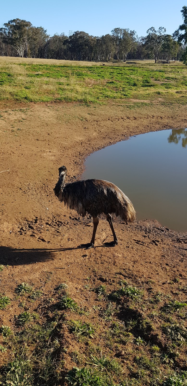 The Emu Hive | lodging | Carmichaels Lane, Coonabarabran NSW 2357, Australia | 0450511580 OR +61 450 511 580